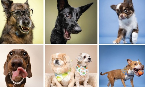 Pet Photo Booth at Cascade Cover Image